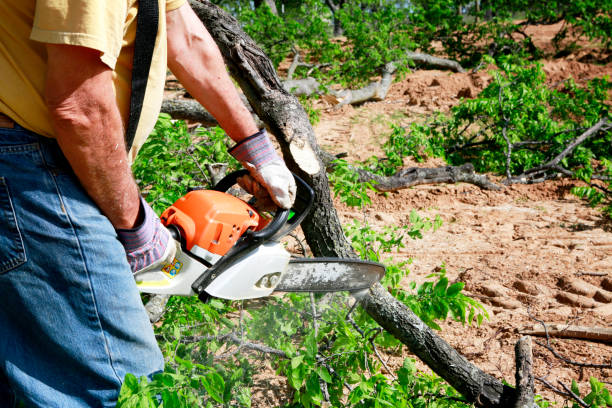 Best Affordable Tree Cutting  in Ore City, TX